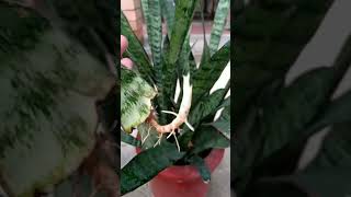 Snake plants propagation from leaf 🌿botany technique foryou subs [upl. by Hardan290]