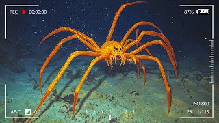 Scary DeepSea Bugs Lurking Underwater Creepy Creatures Revealed [upl. by Ytirev]