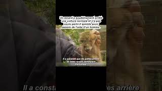 animal animals الصيد ببغاء animaux الحمام wildlife الصحراء [upl. by Leuqram362]