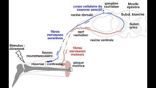 Le réflexe myotatique et linnervation réciproque des muscles antagonistes  le réflexe achiléen [upl. by Dorise730]