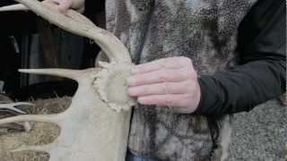 Antler Shed How it works [upl. by Flss]