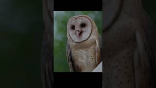 Barn Owl Sounds  Barn Owls Calling Sound [upl. by Edmunda]