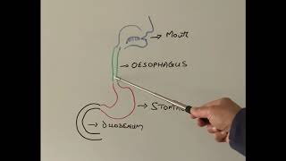 S1E39 How is Gastroscopy done Part 1 [upl. by Alleras]