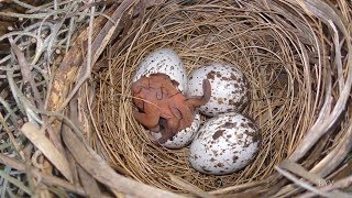 Cardinal Egg Hatching 4X Speed FYV [upl. by Marienthal]