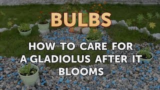 How to Care for a Gladiolus After It Blooms [upl. by Zimmermann985]