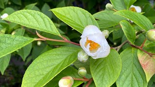 Stewartia Stewartia pseudocamilla [upl. by Ganley679]