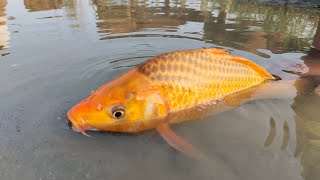 Jumbo Toy Assamble is livevideo  Traditional village boy fish catching video in River 2024 [upl. by Ivek]