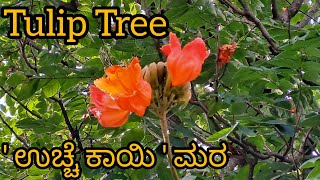 ಉಚ್ಚೆ ಕಾಯಿ  ಮರTulip Tree [upl. by Anohr]