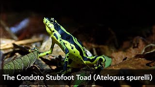 The Condoto Stubfoot Toad Atelopus spurelli  Colombia [upl. by Trebornhoj627]