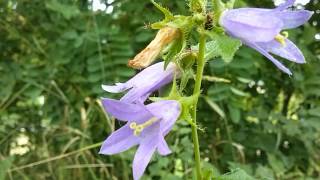 Campanula selvatica Campanula trachelium L medicinal plant [upl. by Tadashi]