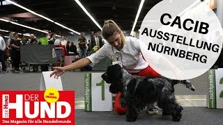 Unterwegs auf der CACIB Hundeausstellung in Nürnberg [upl. by Iatnohs]