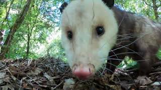 Rescued Opossum Sniffs For Snacks [upl. by Lilithe381]