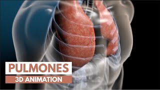 ¿Cómo Funcionan los pulmones  Animación 3D [upl. by Nauqal481]