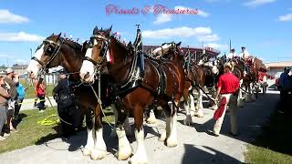 World famous Budweiser Clydesdale Spectacular show in Florida [upl. by Asiruam]