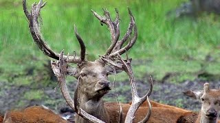 Олени Август Новые рога Red deer in August New horns [upl. by Nebur]