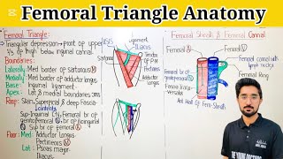 Femoral Triangle Anatomy [upl. by Bendicta]