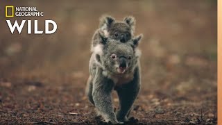 Koalas 101  Nat Geo Wild [upl. by Arraeic250]