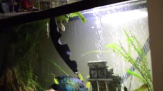 Black Ghost Knife Fish hand feeding Bloodworms [upl. by Dickens]