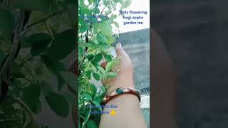 Easy gardening tips amp daily flowering secret 👍👌 with homemaker asha Sharma 🙏 [upl. by Hasin]