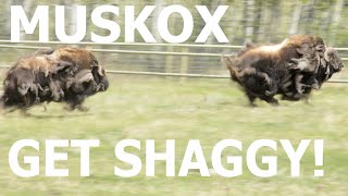 Muskox Get Shaggy [upl. by Icat]