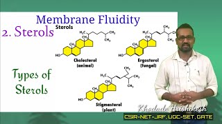 Lecture10 P3 Membrane Sterols  Structures amp Function  Types  Asymmetry in membrane  Steroid [upl. by Brandy450]