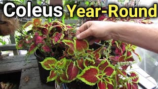 2 Easy Ways to Keep Your Coleus Going All Year  Overwintering Coleus Indoors [upl. by Allebram418]