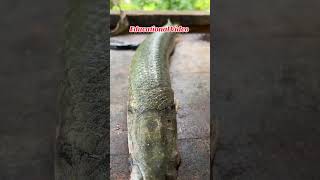 How to clean a fish fishing catchfish fish shorts cooking food fishingtours fyp fypシ゚viral [upl. by Odawa355]