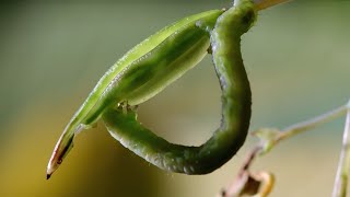 Caterpillars Feeding on Exploding Seed Pods  BBC Earth [upl. by Danforth374]