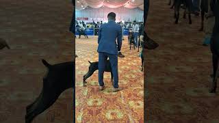 Dog Show trending ytshorts  dog show dogshow  pet  chennai [upl. by Michele327]