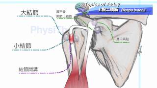 【解剖学】上腕二頭筋 Biceps Brachii：理学療法士による身体活動研究 [upl. by Gault]