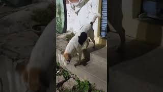 డాగ్ ఫుడ్ వీడియోdog food video [upl. by Ettenan]