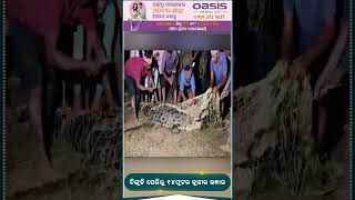 Crocodile Rescued After Long 8hrs Of Operation In Kendrapara  Kanak News Shorts [upl. by Oilut39]