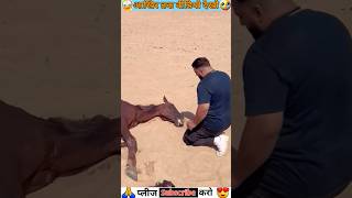 😱😱 इस बन्दे ने Horse को बचा लिया 🐎🐴 horse horselover shortsvideo viral gedget shorts [upl. by Countess]