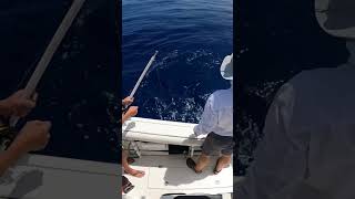 10 foot shark swims right beneath the boat [upl. by Nels510]