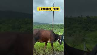 Panshet Lake Perfect Picnic spot in Pune travel nature trending short youtubeshorts love 555 [upl. by Tiffy]