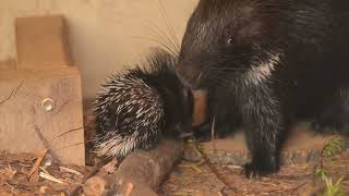 Baby porcupine at Whipsnade Zoo [upl. by Cormac]