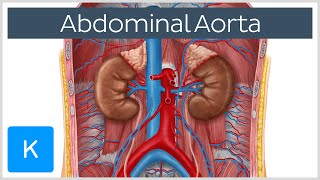 Abdominal Aorta  Branches and Anatomy  Human Anatomy  Kenhub [upl. by Nagad]