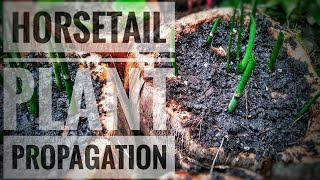 Horsetail Plant Care  Propagate Horsetail Plant  Equisetum Hyemale Propagation [upl. by Nagem]