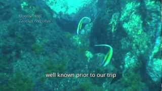 Kermadec Islands Expedition HIGHLIGHTS [upl. by Eenttirb]