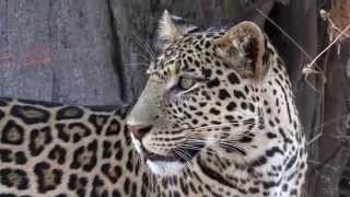 Ruaha Cats 2014 4K [upl. by Trimble992]