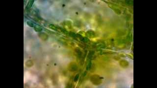 Práctica observación ciclosis Cellular cyclosis in Elodea canadensis [upl. by Avruch812]