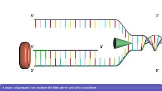 DNA double helix structure animation [upl. by Fondea]