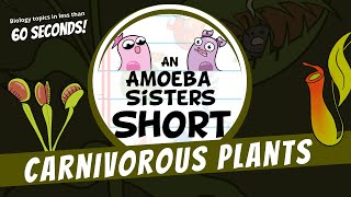 Carnivorous Plants  Amoeba Sisters Shorts [upl. by Hilly]