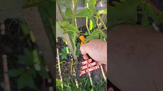 Time To Take Down The Tomatoes shorts garden [upl. by Serles]