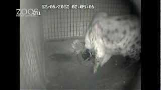 Spotted Hyena Kigali gives birth at Monarto Zoo [upl. by Cristi852]