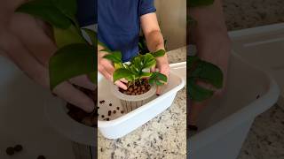 Rhaphidophora Tetrasperma Repot Short plants leca semihydroponics houseplants roomwithry [upl. by Zilevi561]