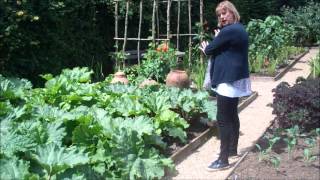 Growing rhubarb and making cordial [upl. by Vod]