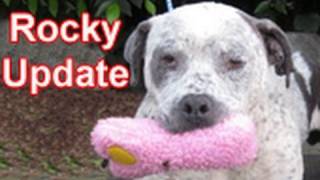 Rocky  Update Please share with your friends and subscribe available in HD love [upl. by Chastity]