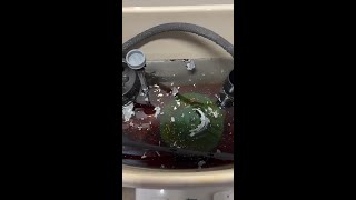 Have you ever seen mold in the toilet bowl [upl. by Acinyt]