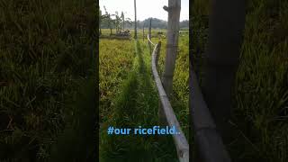 ricefield [upl. by Notsehc]